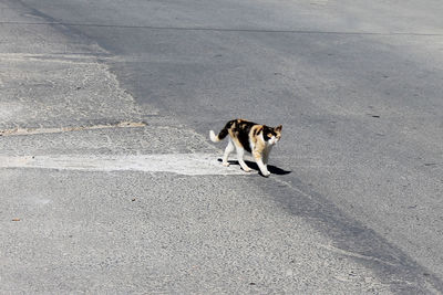 Cat walking on street