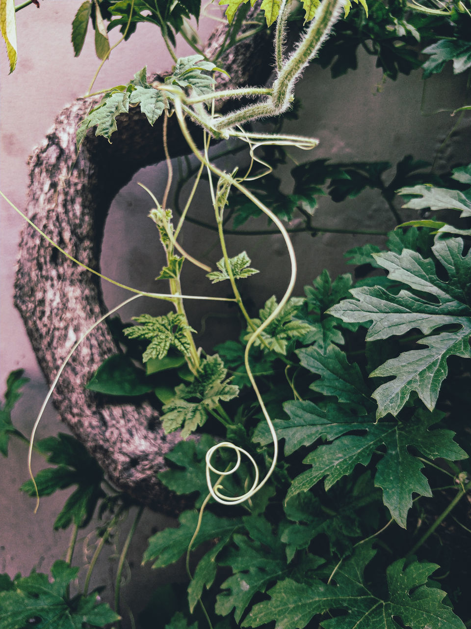 HIGH ANGLE VIEW OF POTTED PLANT ON IVY