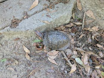 High angle view of snail on ground