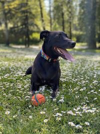 Black dog running on field