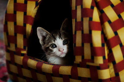 Portrait of cat