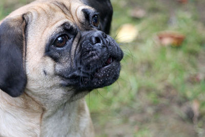 Close-up portrait of dog