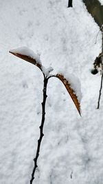 Close-up of frozen plant