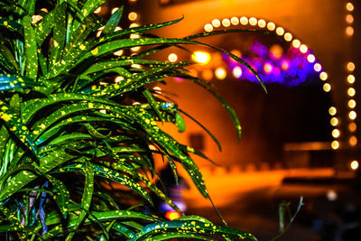 Close-up of illuminated plants