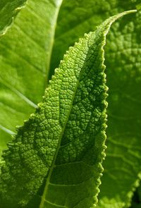 Close-up of green leaves