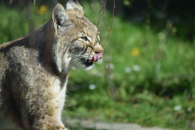 Side view of lynx