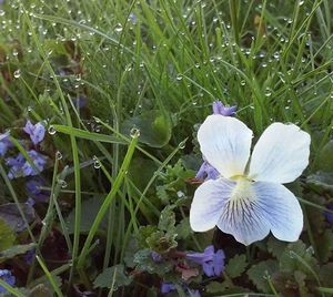 Close-up of purple flowers blooming in field