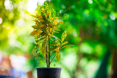 Close-up of potted plant