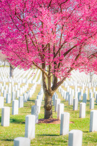 View of flowering trees in cemetery