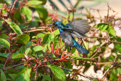 Close-up of bird perching on a branch