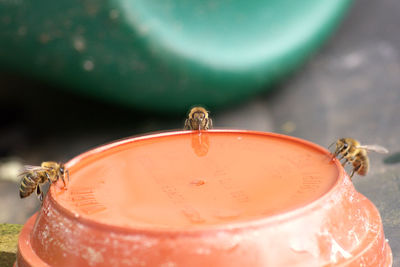 Close-up of insect on glass