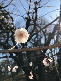 Close-up of white flowers blooming on branch