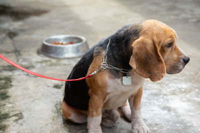 Close-up of dog looking away