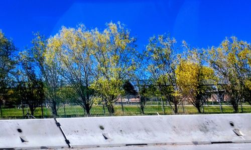 Trees against blue sky