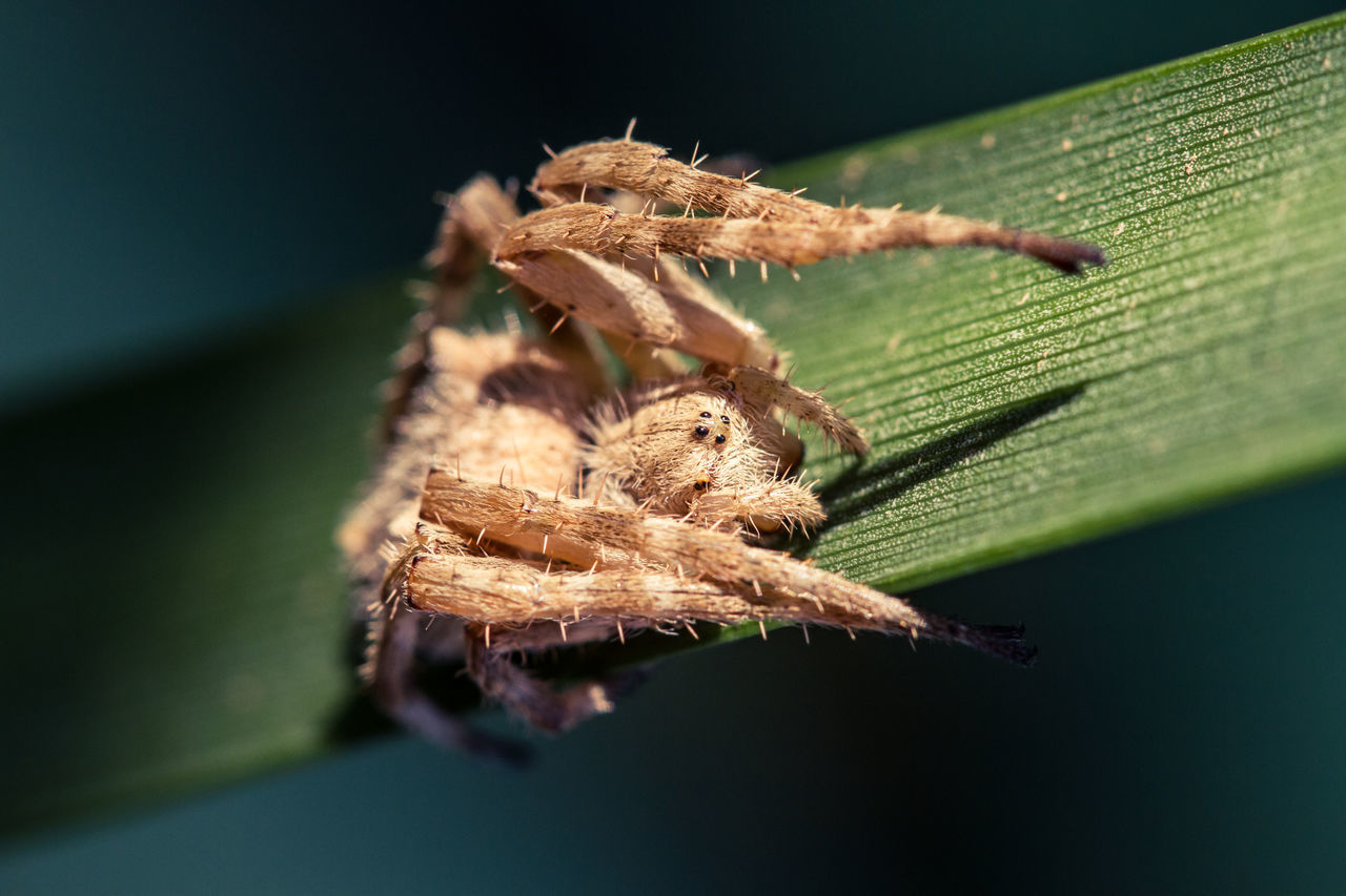 Spider macro