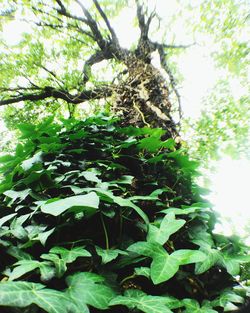 Low angle view of fresh green tree against sky