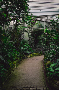 Walkway amidst plants in greenhouse