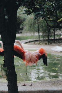 Close-up of a bird