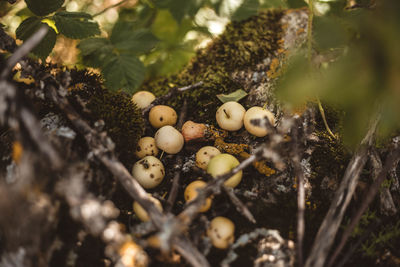 Close-up of bird in nest