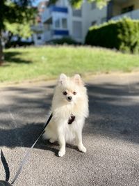 pet