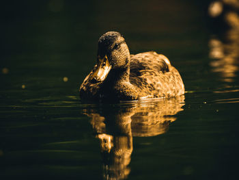 Duck swimming in a lake