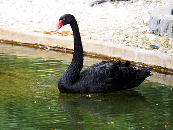 Close-up of black swan swimming on lake