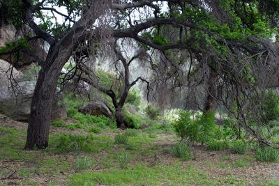 Trees in forest