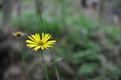 Close-up of yellow flowering plant