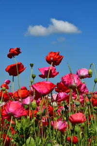 Close-up of red flowering plants on field against sky