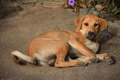 Dog lying down