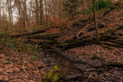 Trees growing in forest