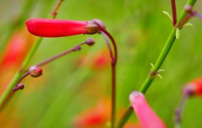 Close-up of plant against blurred background