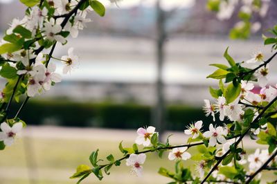 Close-up of white flowers