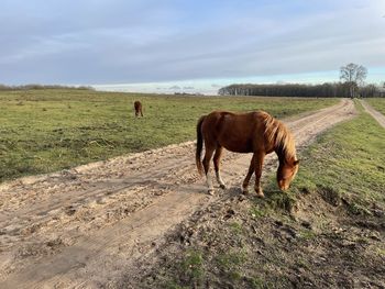 Horses in a field