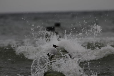 Waves splashing on rocks