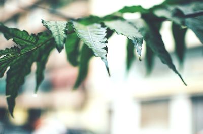 Close-up of leaves on plant