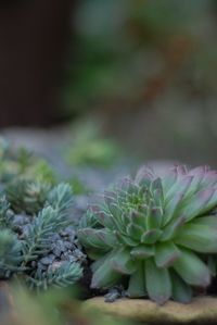 Close-up of succulent plant