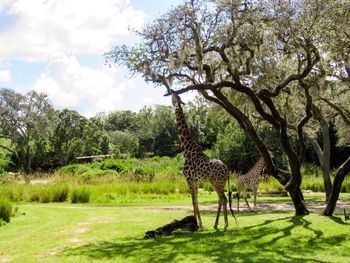 Giraffe in park against sky