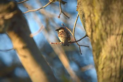 Close-up of bird perching on branch