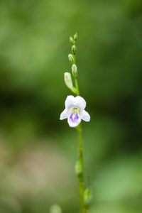 Close-up of purple flowering plant