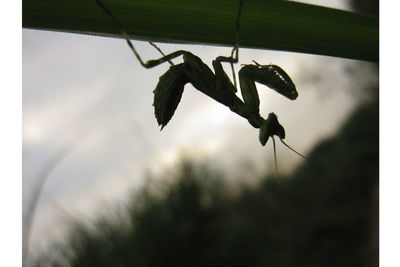 Low angle view of insect on tree against sky