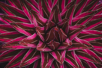 Selective focus of cactus plant leaves texture background. purple tone.