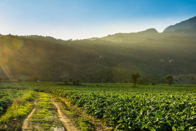 Scenic view of agricultural field against sky