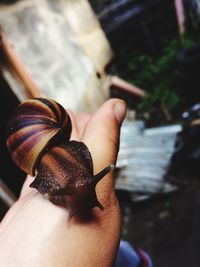 Close-up of snail on hand