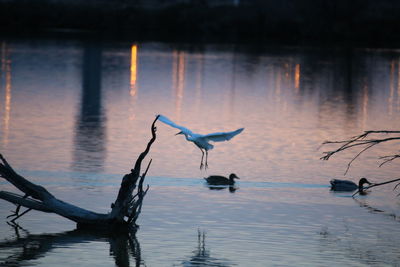 Birds flying over lake