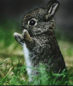 one animal