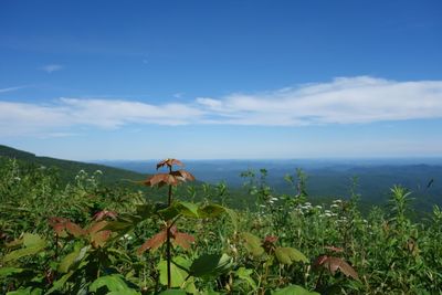 Scenic view of grassy field against sky