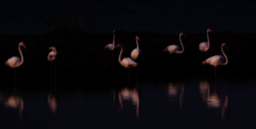 Flock of birds in lake