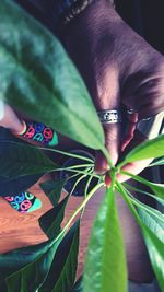 Close-up of hand on leaf