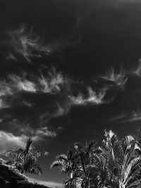 Low angle view of palm trees against storm clouds